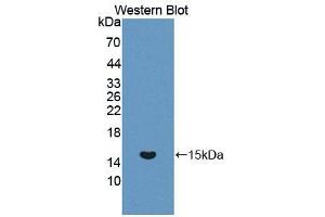 Western Blotting (WB) image for anti-Mucin 5AC, Oligomeric Mucus/gel-Forming (MUC5AC) (AA 324-406) antibody (ABIN5013961)