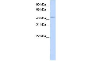 WB Suggested Anti-SPOCK3 Antibody Titration:  0. (SPOCK3 Antikörper  (Middle Region))