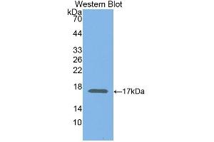 Western Blotting (WB) image for anti-Transcription Elongation Factor B (SIII), Polypeptide 2 (18kDa, Elongin B) (TCEB2) (AA 1-118) antibody (ABIN7445372)