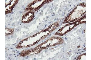 Immunohistochemical staining of paraffin-embedded Human Kidney tissue using anti-PFKP mouse monoclonal antibody. (PFKP Antikörper)