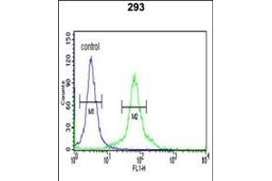 DLG7 Antibody (Center) (ABIN650734 and ABIN2839433) flow cytometric analysis of 293 cells (right histogram) compared to a negative control cell (left histogram). (DLGAP5 Antikörper  (AA 228-258))