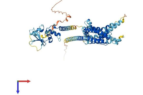 KCNG4 Protein (AA 1-506) (His tag)