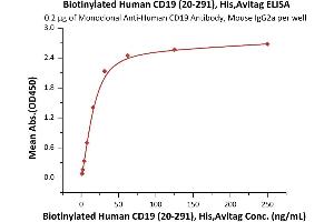 Immobilized Monoclonal A CD19 Antibody, Mouse IgG2a at 2 μg/mL (100 μL/well) can bind Biotinylated Human CD19 (20-291), His,Avitag (ABIN6972966) with a linear range of 1-31 ng/mL (Routinely tested).