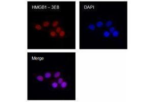 Immunofluorescence (IF) image for anti-High Mobility Group Box 1 (HMGB1) antibody (ABIN2666345) (HMGB1 Antikörper)