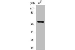 Western Blot analysis of COS7 cells using ZNF498 Polyclonal Antibody (Zinc Finger and SCAN Domain Containing 25 (ZSCAN25) (C-Term) Antikörper)