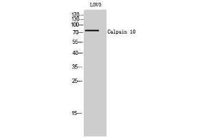 Western Blotting (WB) image for anti-Calpain 10 (CAPN10) (N-Term) antibody (ABIN3174142) (CAPN10 Antikörper  (N-Term))