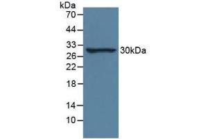 Western blot analysis of Rat Lung Tissue. (IL-33 Antikörper  (AA 112-270))