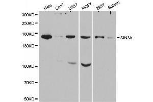 Western blot analysis of extracts of various cell lines, using SIN3A antibody. (SIN3A Antikörper  (AA 1-120))
