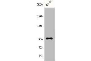 Western Blot analysis of A549 cells using DMGDH Polyclonal Antibody (DMGDH Antikörper  (C-Term))