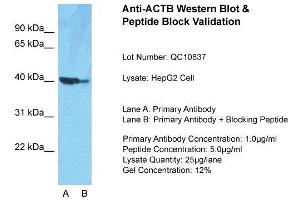 Host: Rabbit  Target Name: ACTB  Sample Tissue: HepG2Lane A:  Primary Antibody Lane B:  Primary Antibody + Blocking Peptide Primary Antibody Concentration: 1 µg/mL Peptide Concentration: 5. (beta Actin Antikörper  (Middle Region))