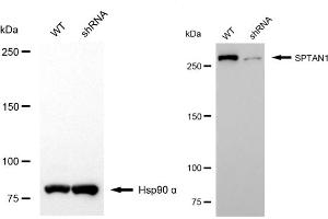 Western blotting analysis using SPTAN1 antibody (ABIN7800418). (SPTAN1 Antikörper)