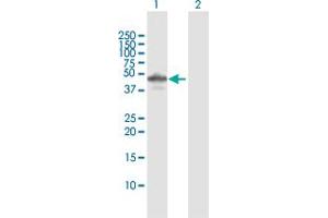 Western Blot analysis of CDC123 expression in transfected 293T cell line by CDC123 MaxPab polyclonal antibody. (CDC123 Antikörper  (AA 1-336))