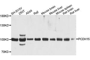 Western blot analysis of extracts of various cell lines, using PCDH15 antibody. (PCDH15 Antikörper  (AA 160-400))