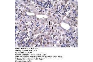 Human Liver (HMGB2 Antikörper  (C-Term))