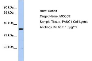 Host: Rabbit Target Name: MCCC2 Sample Type: PANC1 Whole cell lysates Antibody Dilution: 1. (MCCC2 Antikörper  (C-Term))
