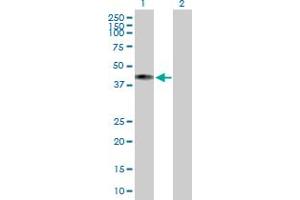 Western Blot analysis of COX10 expression in transfected 293T cell line by COX10 MaxPab polyclonal antibody.