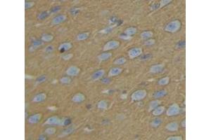 IHC-P analysis of Rat Tissue, with DAB staining. (KIF5B Antikörper  (AA 9-226))