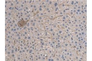 Immunohistochemistry (IHC) image for anti-Aryl Hydrocarbon Receptor Nuclear Translocator-Like (ARNTL) (AA 1-169) antibody (ABIN7435529)