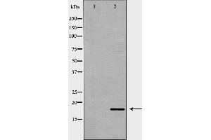 Western blot analysis of HepG2 cell lysate, using ISG15 Antibody. (ISG15 Antikörper  (C-Term))