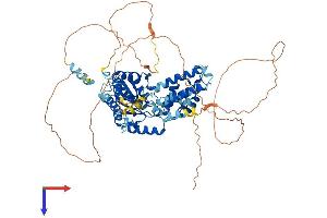 FIGNL1 Protein (AA 1-683) (His tag)