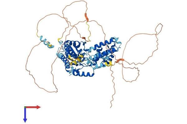 FIGNL1 Protein (AA 1-683) (His tag)