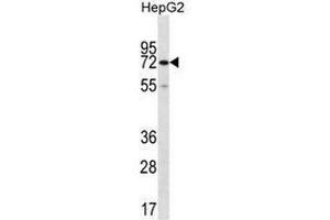 CTPS2 Antibody (C-term) western blot analysis in HepG2 cell line lysates (35µg/lane).