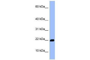 OMP antibody used at 1 ug/ml to detect target protein.