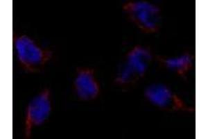 Image no. 3 for anti-Bone Morphogenetic Protein 7 (BMP7) (N-Term) antibody (ABIN357185) (BMP7 Antikörper  (N-Term))