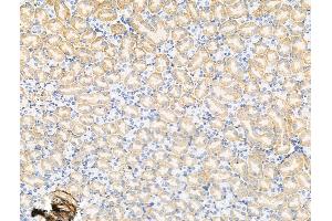 ABIN7094566 and ABIN7098615 at 1/100 staining Mouse kidney tissue by IHC-P. (GLRa2 Antikörper  (N-Term))