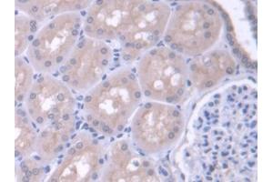 IHC-P analysis of Human Kidney Tissue, with DAB staining. (FARS2 Antikörper  (AA 1-451))