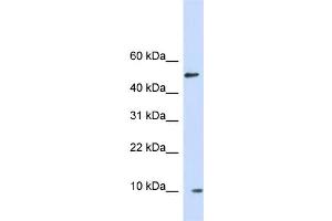 WB Suggested Anti-ERH Antibody Titration: 1. (ERH Antikörper  (Middle Region))