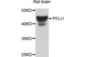 Western blot analysis of extract of various cells, using PELI1 antibody. (Pellino 1 Antikörper)