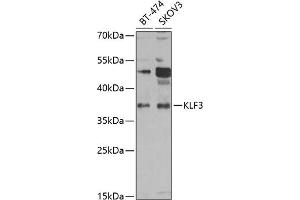 KLF3 Antikörper  (AA 1-240)
