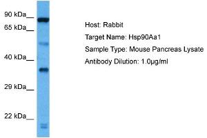 Host: Rabbit Target Name: HSP90AA1 Sample Tissue: Mouse Pancreas Antibody Dilution: 1ug/ml (HSP90AA1 Antikörper  (C-Term))