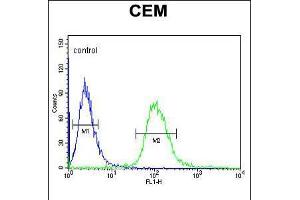 Flow cytometric analysis of CEM cells (right histogram) compared to a negative control cell (left histogram). (UTY Antikörper  (C-Term))
