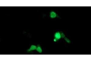 Anti-ARL5B mouse monoclonal antibody (ABIN2455455) immunofluorescent staining of COS7 cells transiently transfected by pCMV6-ENTRY ARL5B (RC204805).