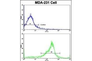 Flow cytometric analysis of MDA-231 cells using SERPINA9 Antibody (Center)(bottom histogram) compared to a negative control cell (top histogram). (SERPINA9 Antikörper  (AA 194-222))