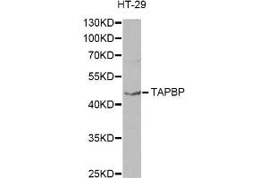 Western blot analysis of extracts of HT-29 cells, using TAPBP antibody (ABIN1875423) at 1:1000 dilution. (TAPBP Antikörper)