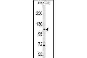 Western blot analysis in HepG2 cell line lysates (35ug/lane). (PROSER1 Antikörper  (N-Term))