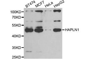 Western blot analysis of extracts of various cell lines, using HAPLN1 antibody. (HAPLN1 Antikörper)