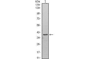 Western blot analysis using WDR5 mouse mAb against Hela (1) cell lysate. (WDR5 Antikörper)