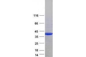 Western Blotting (WB) image for Fibrinogen-Like 1 (FGL1) (Transcript Variant 4) protein (Myc-DYKDDDDK Tag) (ABIN2721121)
