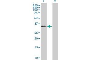 Western Blot analysis of EIF3J expression in transfected 293T cell line by EIF3J MaxPab polyclonal antibody. (EIF3S1 Antikörper  (AA 1-258))