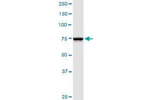 NDUFS1 MaxPab rabbit polyclonal antibody. (NDUFS1 Antikörper  (AA 1-727))