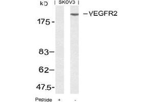 Image no. 3 for anti-VEGF Receptor 2 (VEGFR2) (AA 949-953) antibody (ABIN197240) (VEGFR2/CD309 Antikörper  (AA 949-953))