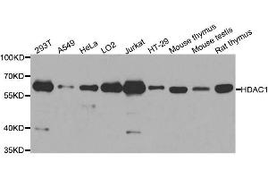 Western blot analysis of extracts of various cell lines, using HDAC1 antibody. (HDAC1 Antikörper  (AA 393-482))