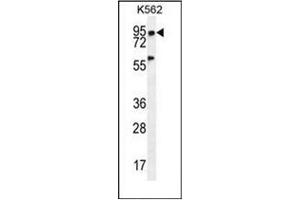 Western blot analysis of PLEKHA4 Antibody (N-term) in K562 cell line lysates (35ug/lane). (PLEKHA4 Antikörper  (N-Term))