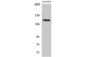 Western Blotting (WB) image for anti-Misshapen-Like Kinase 1 (MINK1) (Internal Region) antibody (ABIN3185567)