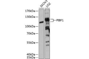 Western blot analysis of extracts of various cell lines, using PIBF1 antibody (ABIN6129315, ABIN6145604, ABIN6145605 and ABIN6215597) at 1:3000 dilution. (PIBF1 Antikörper  (AA 598-757))
