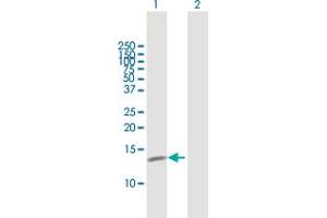 Western Blot analysis of C19orf10 expression in transfected 293T cell line by C19orf10 MaxPab polyclonal antibody.